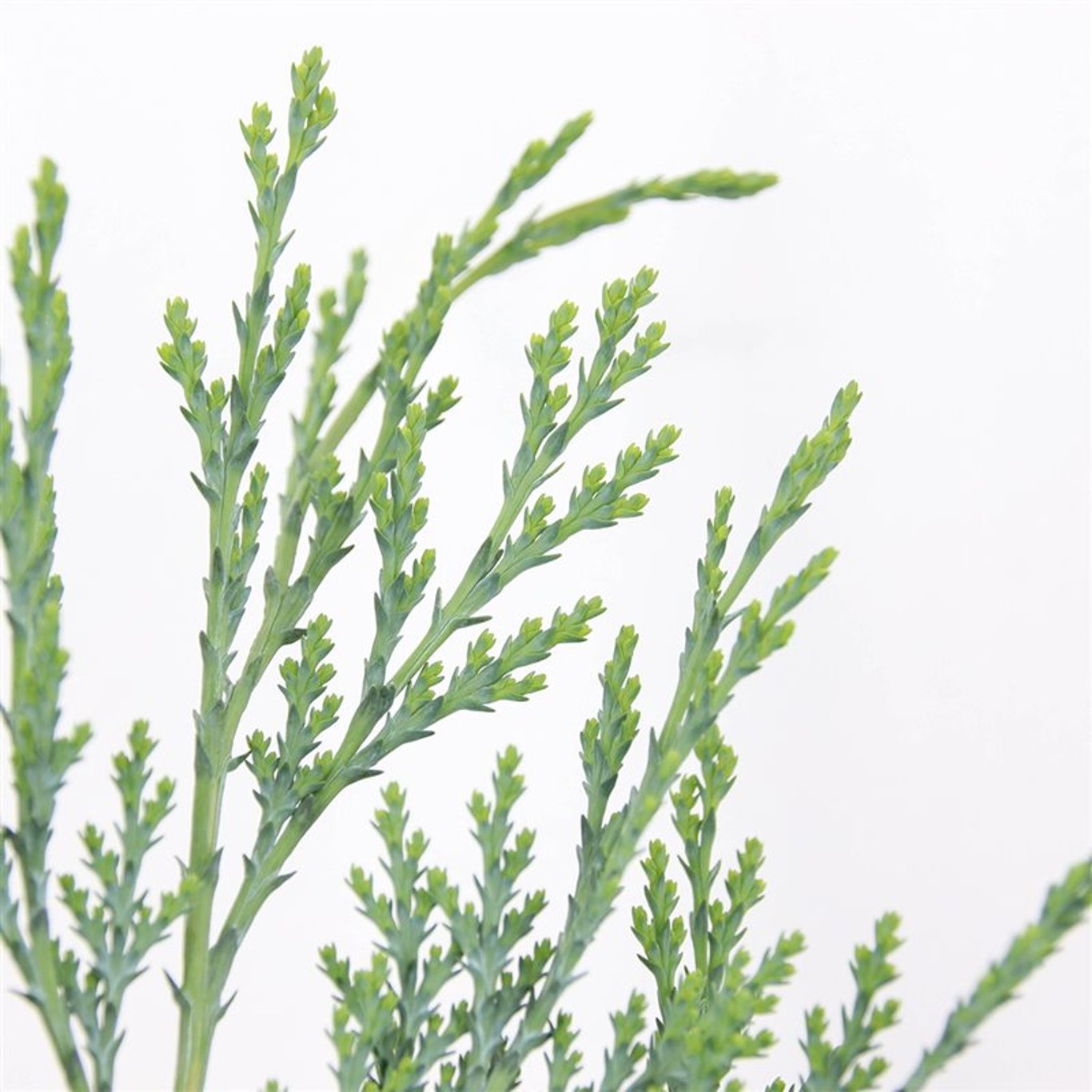 Ädelcypress – Chamaecyparis lawsoniana 'Columnaris' - C3 50-60 CM